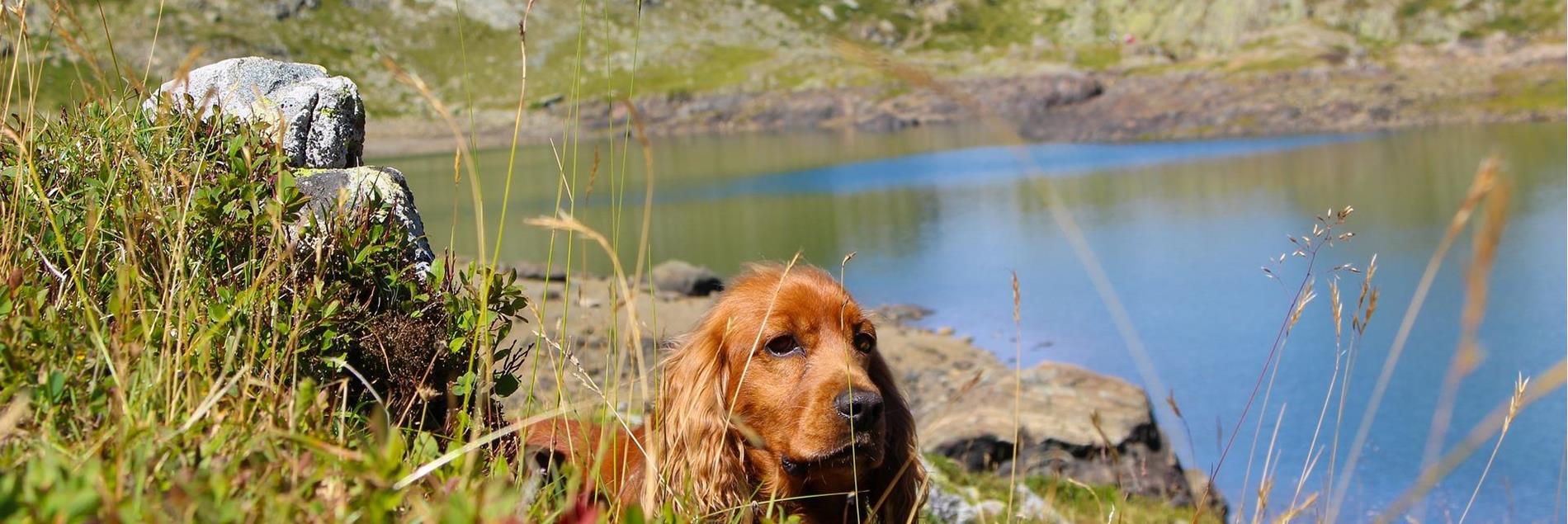 hund-1