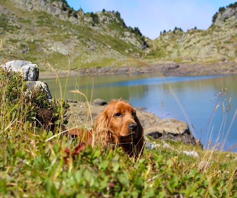 hund-1