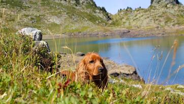 hund-sommer