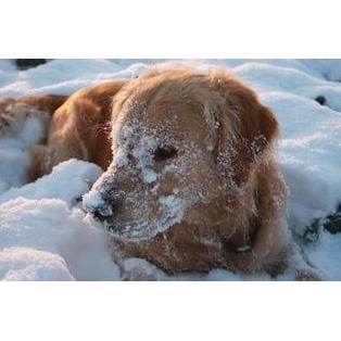 winter-995356-960-720